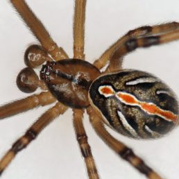 Featured spider picture of Latrodectus hesperus (Western Black Widow)