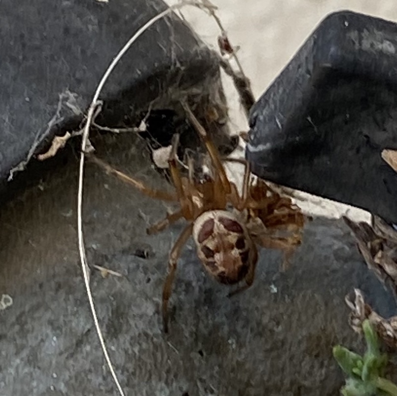 Unidentified spider in California United States