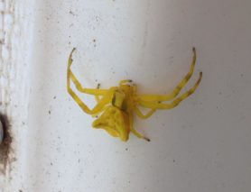 Picture of Thomisus onustus (Pink Crab Spider) - Dorsal