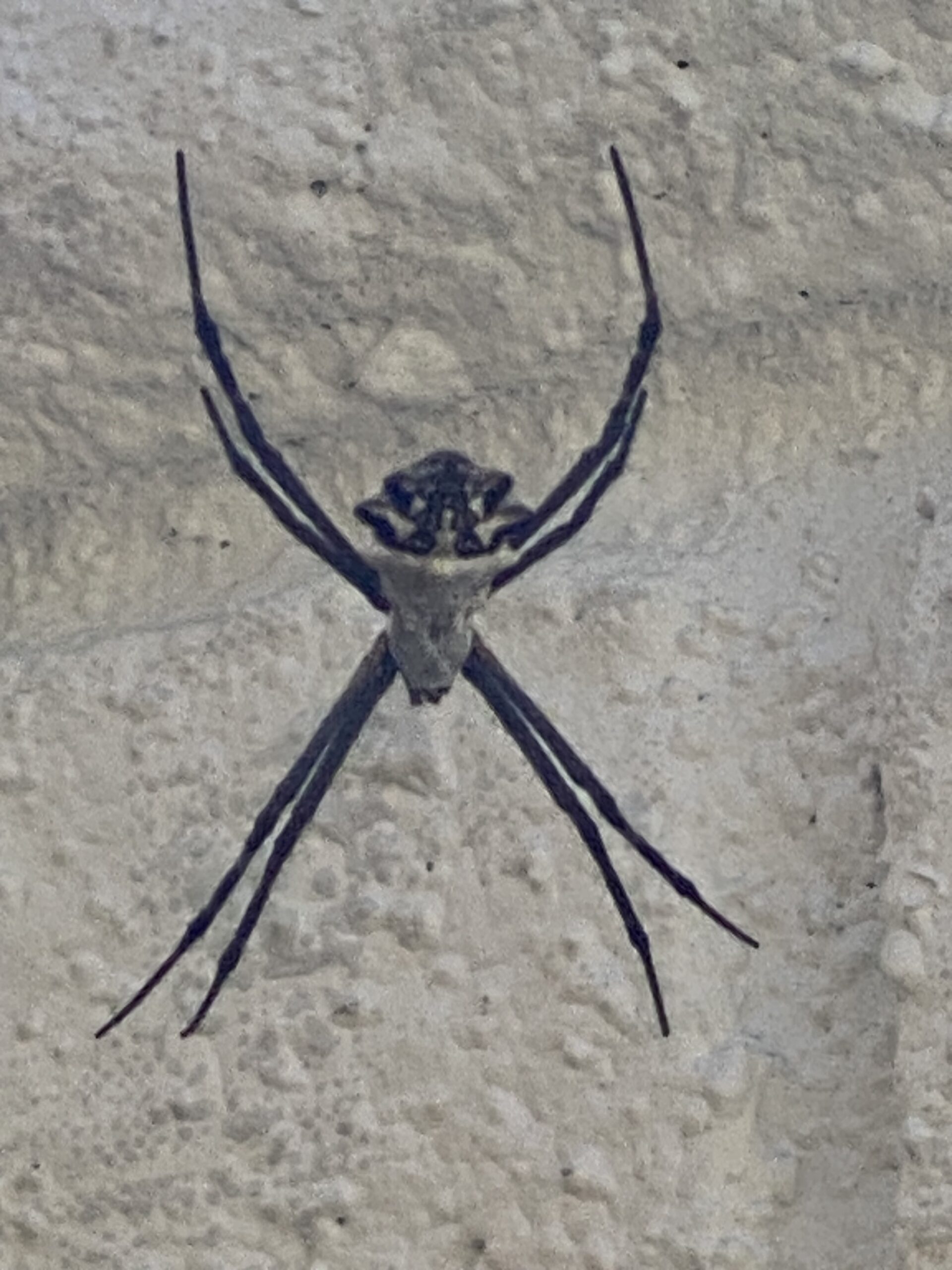 Picture of Argiope argentata (Silver Garden Spider)