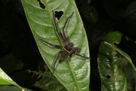 Picture of Heteropoda spp. - Dorsal