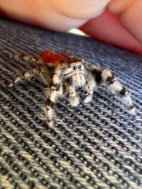 Picture of Phidippus johnsoni (Johnson Jumping Spider)