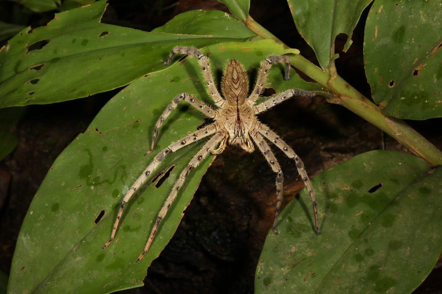 Picture of Heteropoda boiei (Lichen Huntsman Spider) - Female - Dorsal