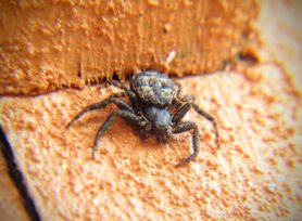 Picture of Bassaniana spp. (Bark Crab Spiders) - Male - Dorsal