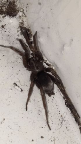 Picture of Scotophaeus blackwalli (Mouse Spider) - Dorsal