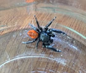 Picture of Phidippus johnsoni (Johnson Jumping Spider) - Male - Dorsal
