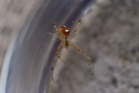 Picture of Theridion spp. - Dorsal