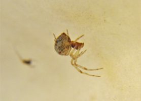Picture of Parasteatoda tepidariorum (Common House Spider) - Male - Lateral