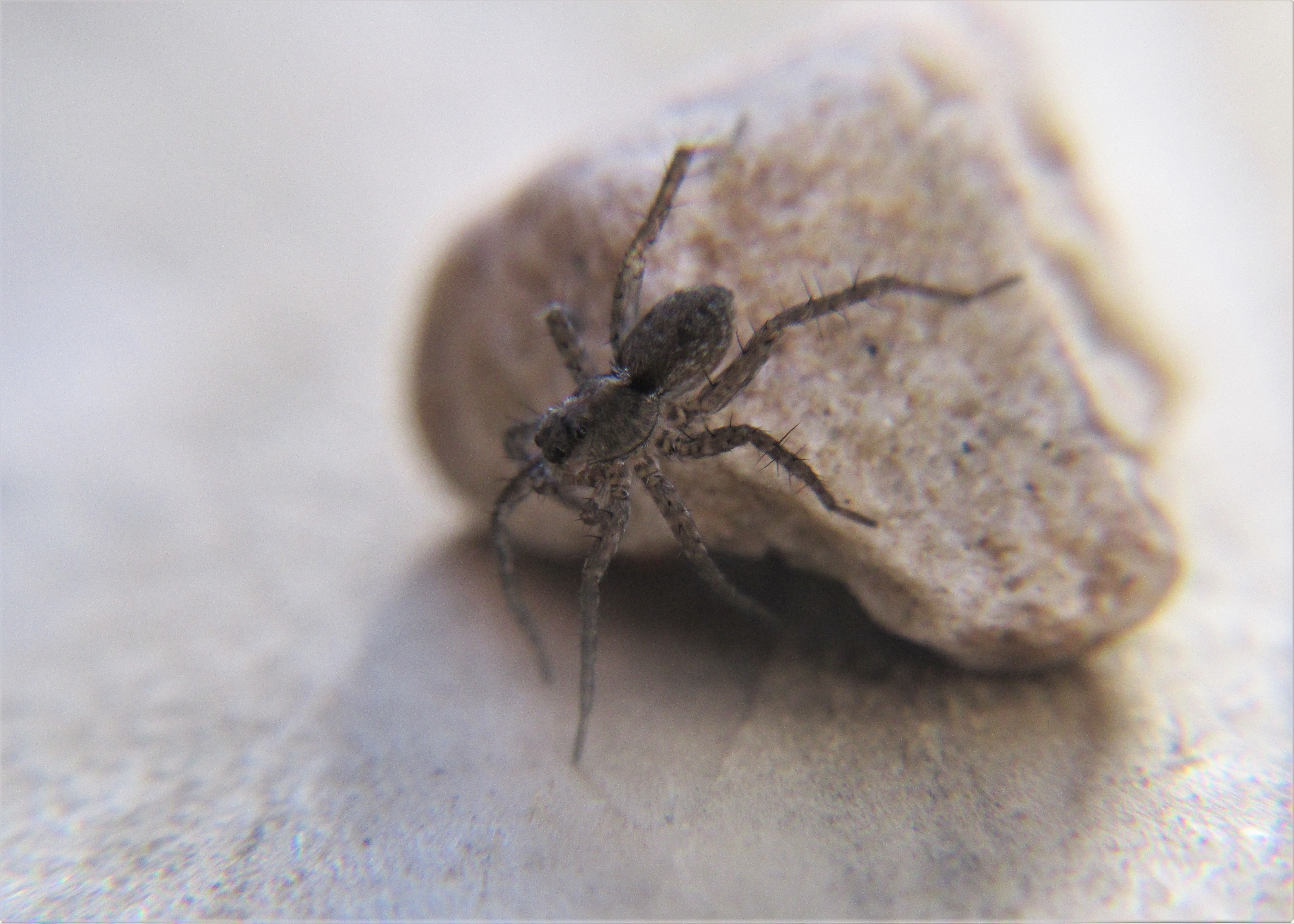 Picture of Pardosa (Thin-legged Wolf Spiders) - Lateral