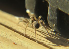 Picture of Pardosa spp. (Thin-legged Wolf Spiders) - Dorsal