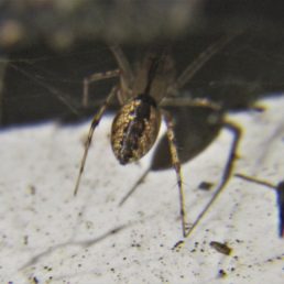 Featured spider picture of Pityohyphantes costatus (Hammock Spider)