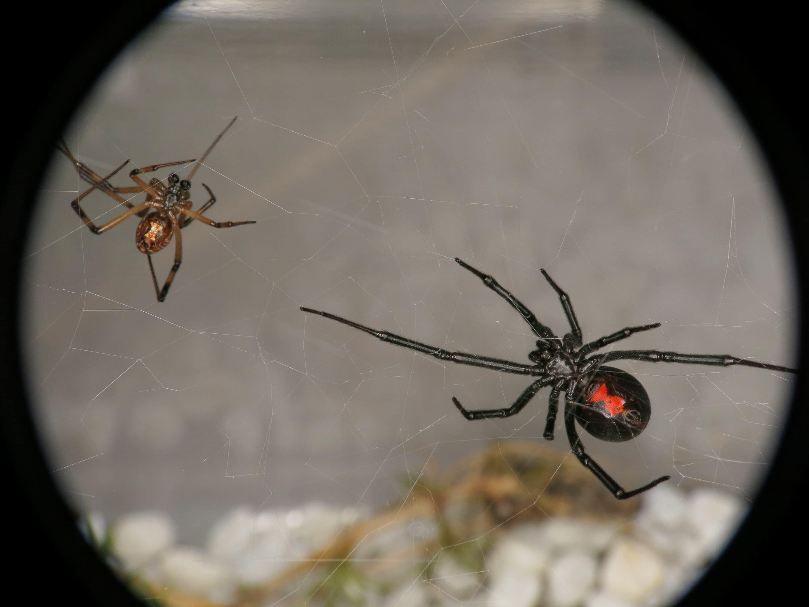 Picture of Latrodectus hesperus (Western Black Widow) - Male,Female - Ventral