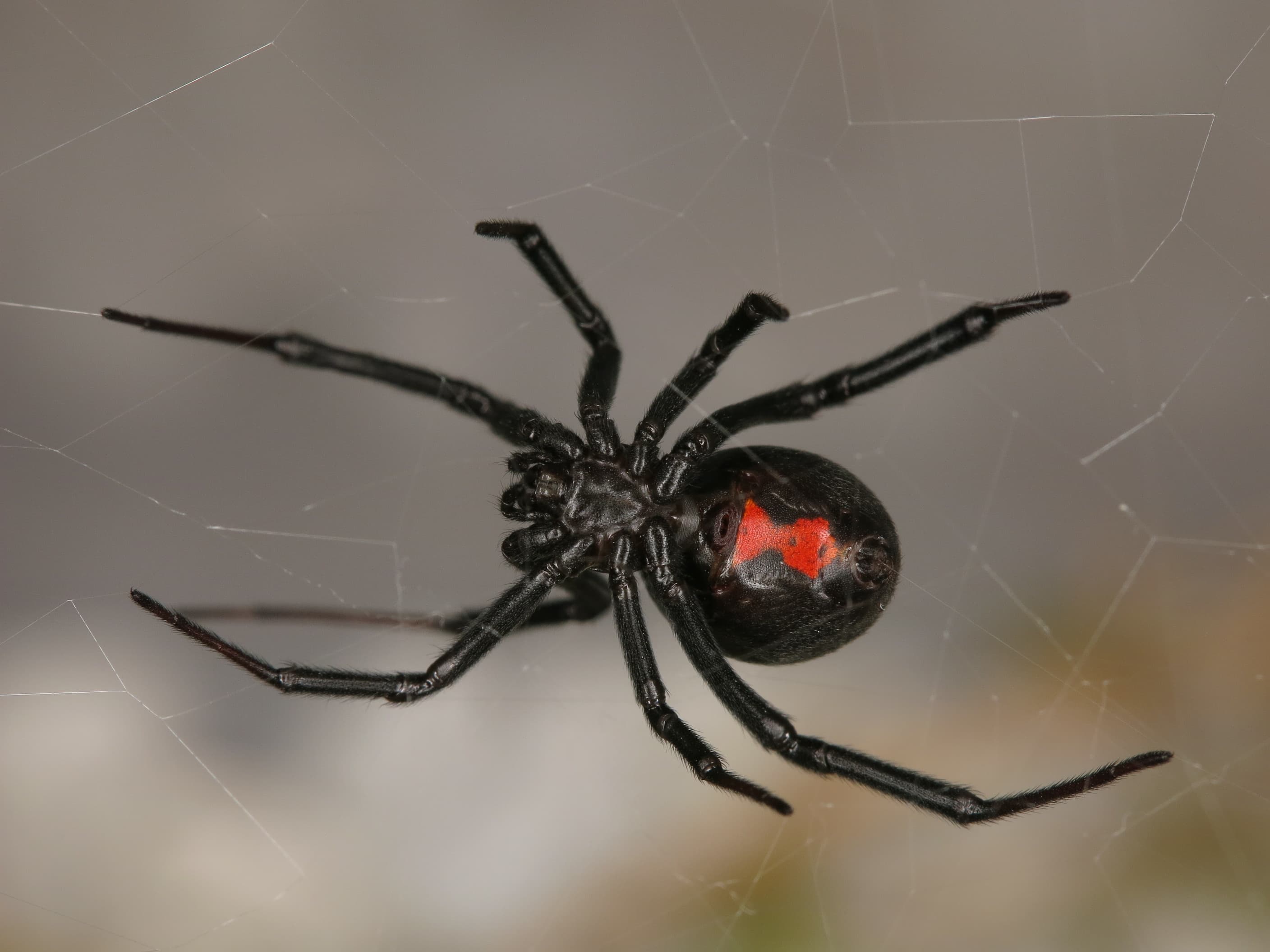 Picture of Latrodectus hesperus (Western Black Widow) - Female - Ventral