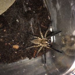 Featured spider picture of Sosippus texanus