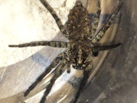 Picture of Sosippus texanus - Female - Dorsal,Spiderlings