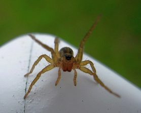 Picture of Lycosidae (Wolf Spiders) - Eyes