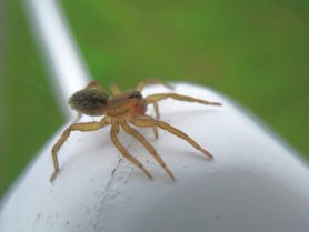 Picture of Lycosidae (Wolf Spiders) - Lateral