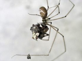 Picture of Pholcus phalangioides (Long-bodied Cellar Spider) - Lateral,Prey