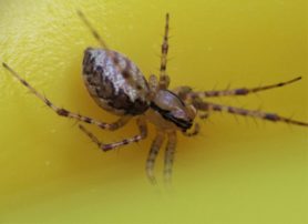 Picture of Pityohyphantes costatus (Hammock Spider) - Female - Dorsal