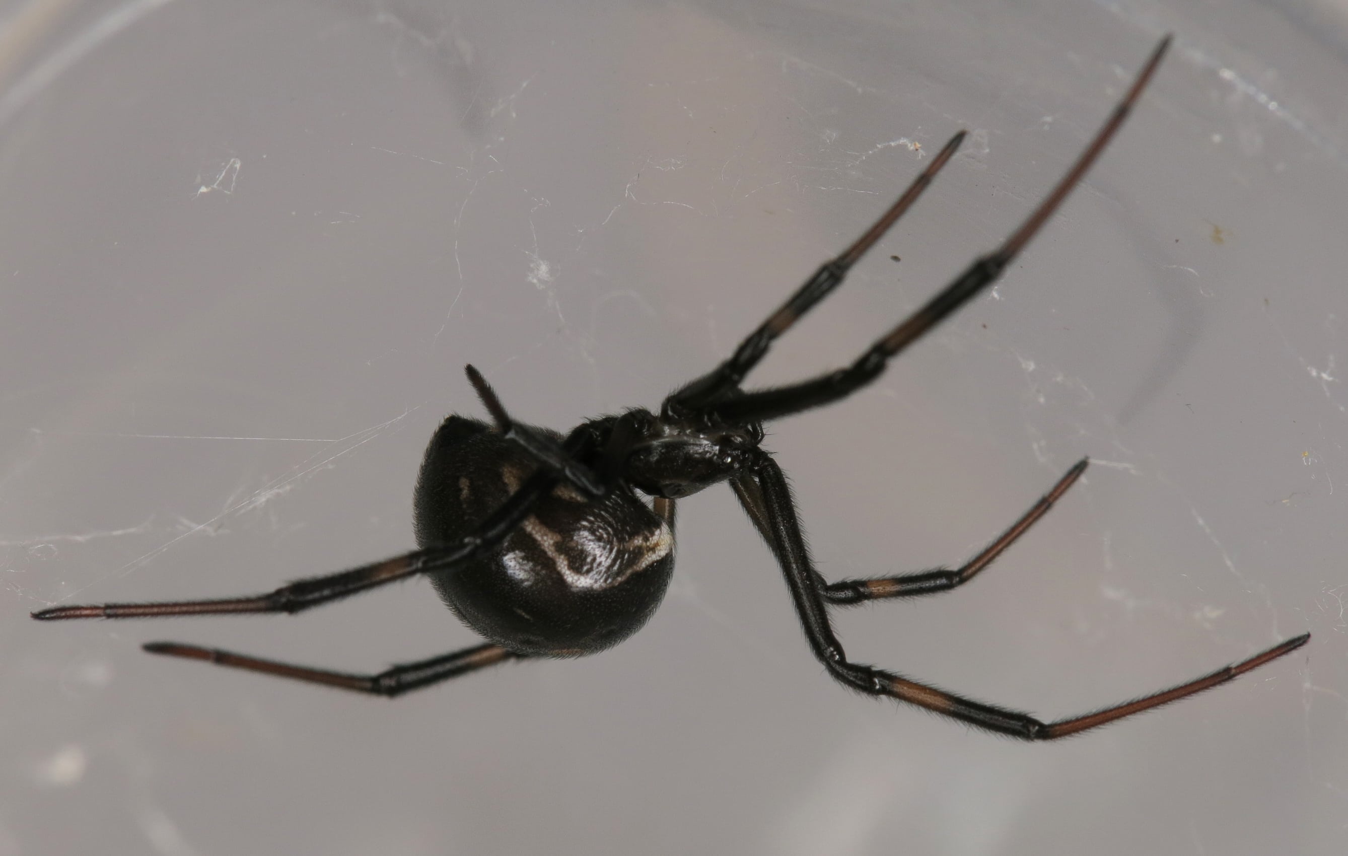 Picture of Latrodectus hesperus (Western Black Widow) - Female - Lateral