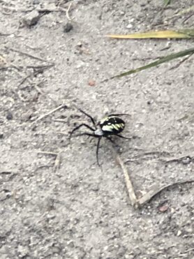 Picture of Argiope aurantia (Black and Yellow Garden Spider)