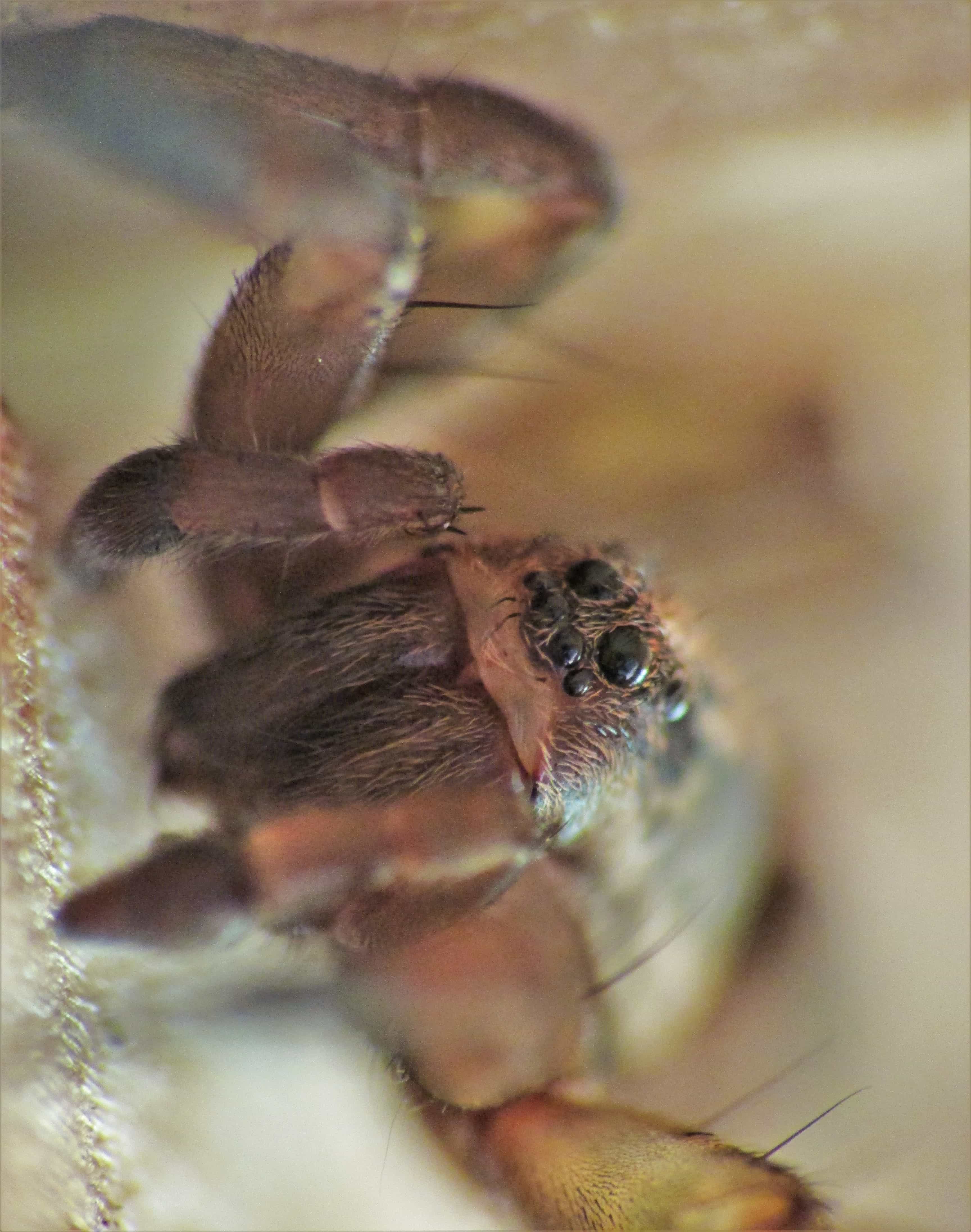 Picture of Trochosa ruricola - Male - Eyes