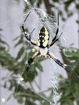 Picture of Argiope aurantia (Black and Yellow Garden Spider) - Webs