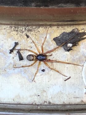 Picture of Steatoda nobilis (Noble False Widow) - Male