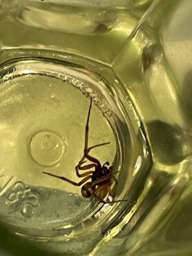 Picture of Steatoda nobilis (Noble False Widow) - Male