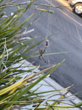 Picture of Argiope argentata (Silver Garden Spider)