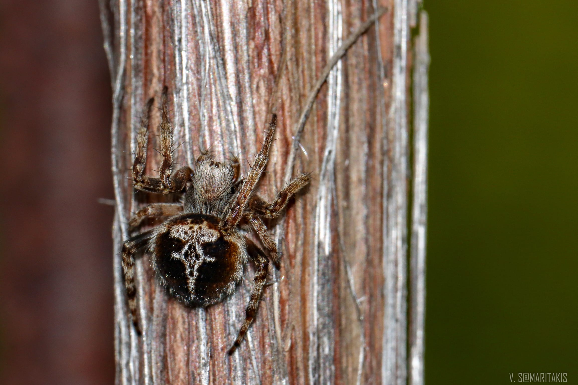 Picture of Agalenatea redii (Gorse Orb-weaver) - Dorsal