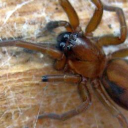 Featured spider picture of Callobius bennetti
