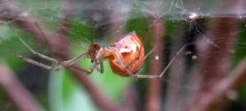 Picture of Theridiidae (Cobweb Weavers) - Lateral,Webs