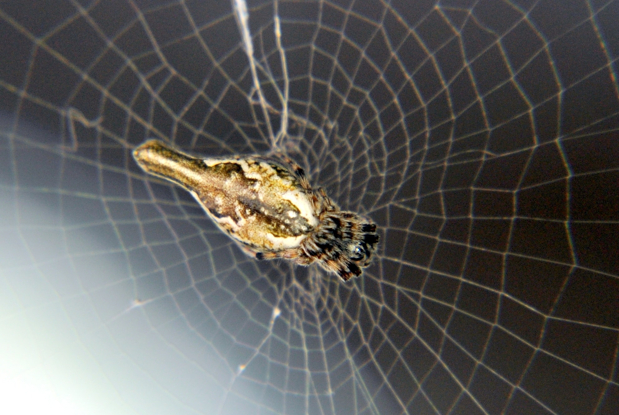 Picture of Cyclosa conica - Dorsal,Webs