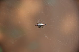 Picture of Gasteracantha geminata (Oriental Spiny Orb-weaver) - Dorsal,Webs