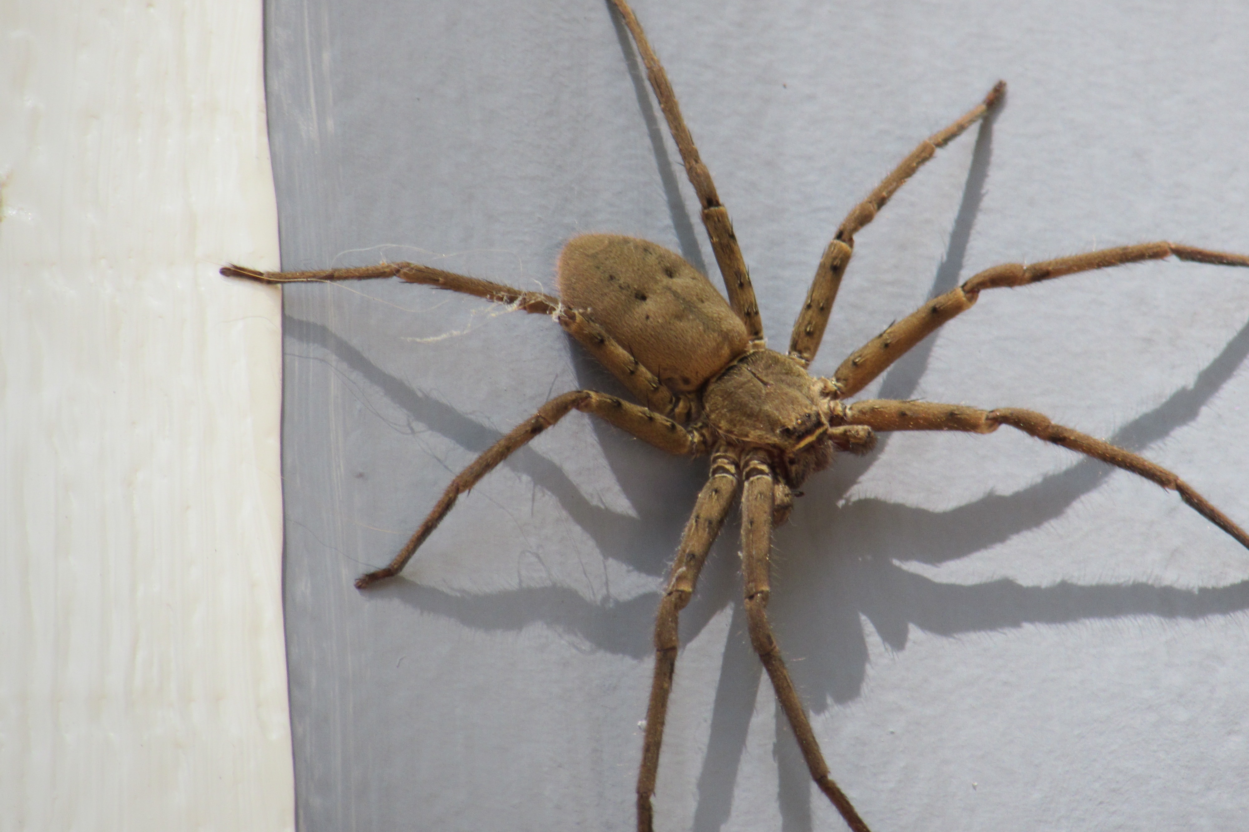 Picture of Heteropoda venatoria (Huntsman Spider) - Female - Dorsal