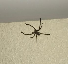 Spiders in Arizona - Species & Pictures