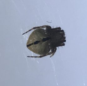 Picture of Eustala anastera (Hump-backed Orb-weaver) - Dorsal,Webs