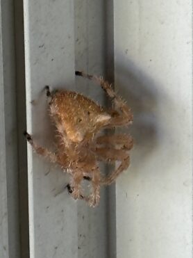 Picture of Araneus gemmoides (Cat-faced Spider)