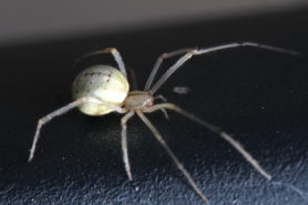 Picture of Enoplognatha spp. - Dorsal
