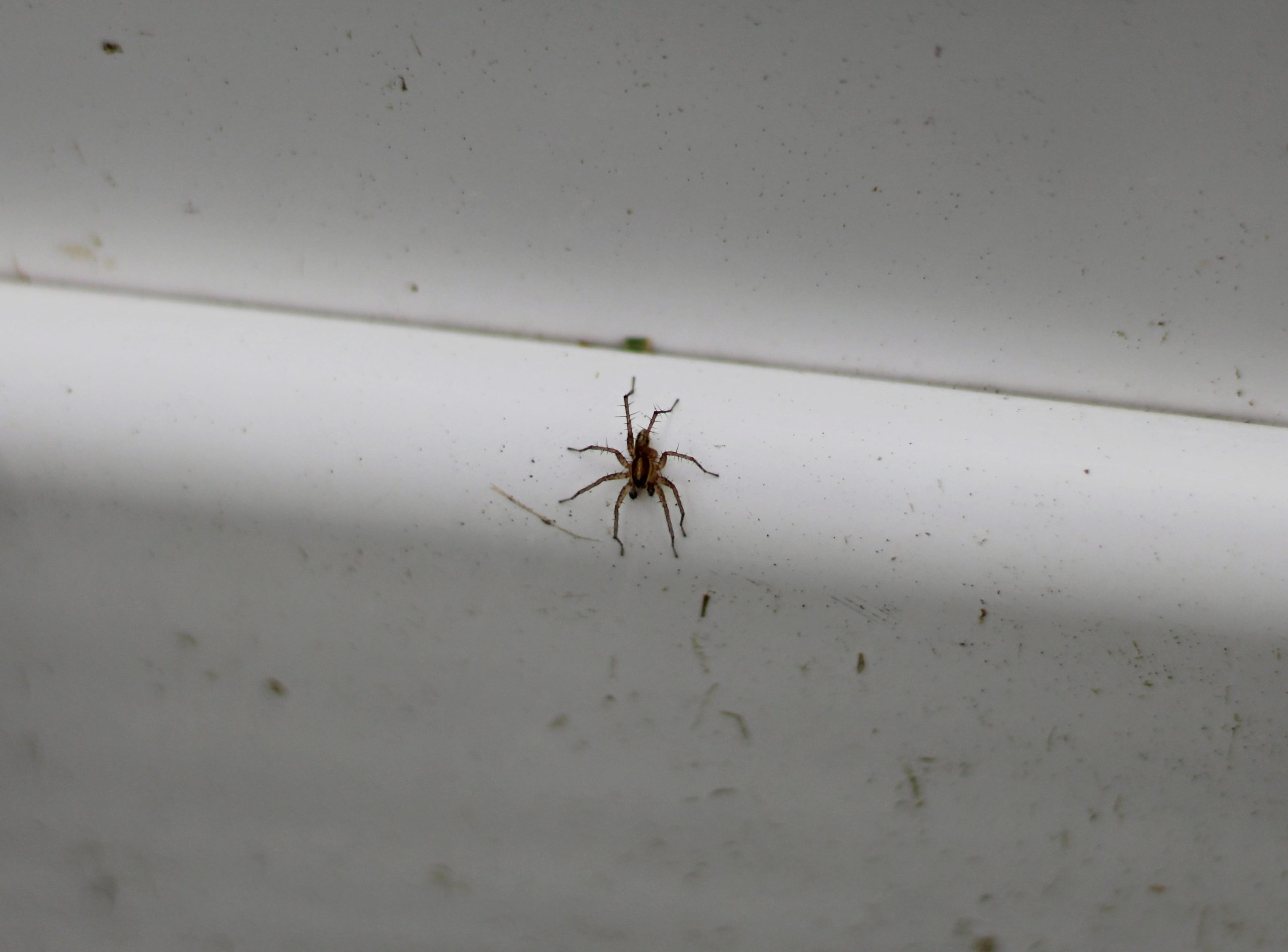 Unidentified spider in Wesley Chapel, Florida United States