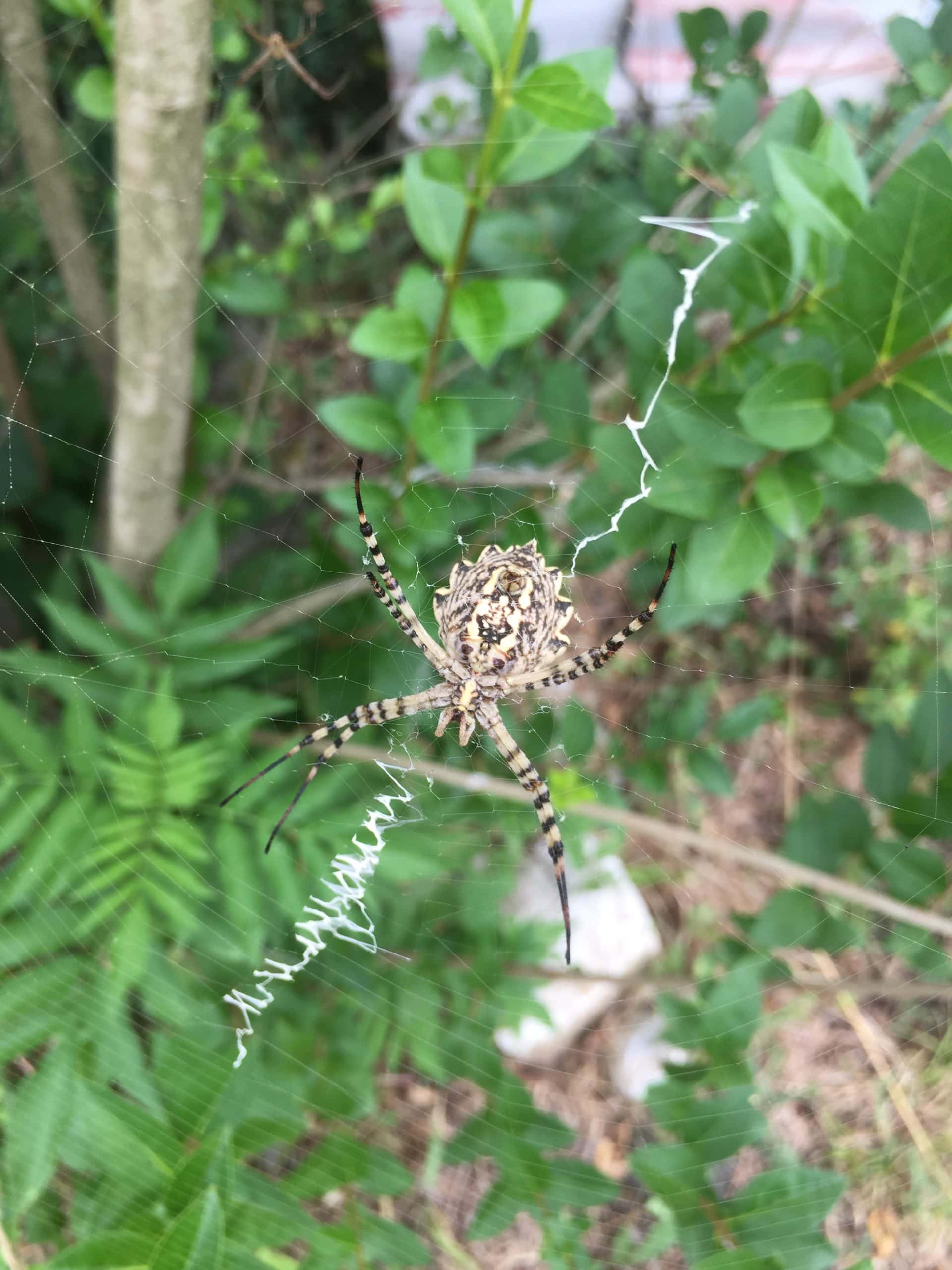 Unidentified spider in Danilovgrad, Montenegro