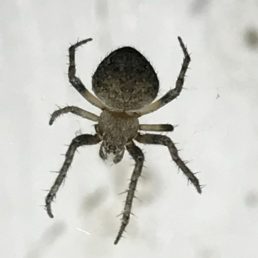 Featured spider picture of Eustala cepina