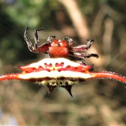Featured spider picture of Gasteracantha versicolor (Long-winged Kite Spider)