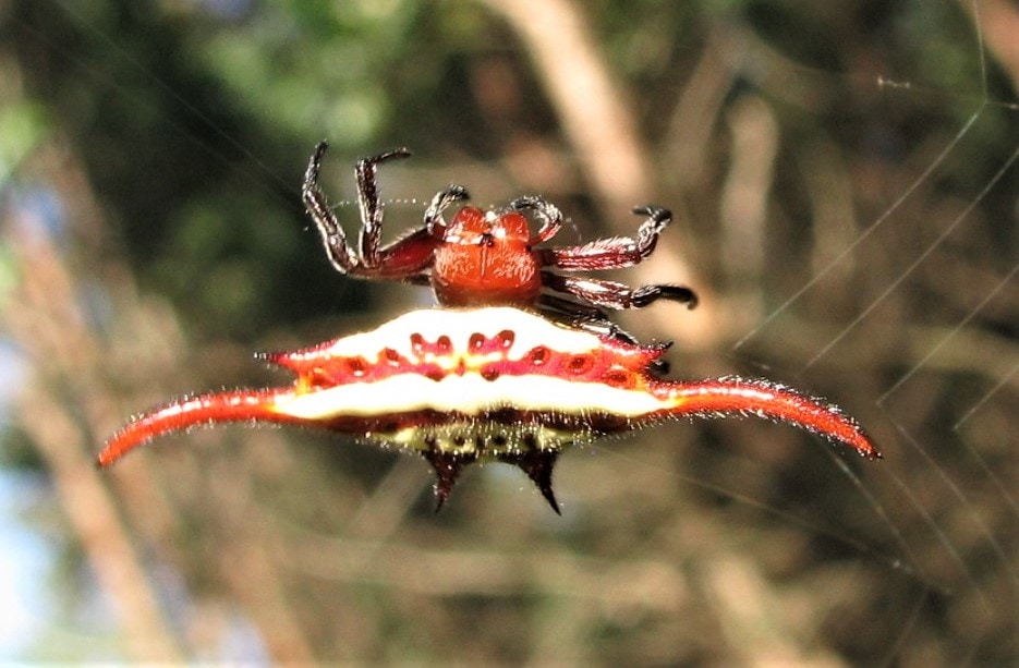 Picture of Gasteracantha versicolor (Long-winged Kite Spider) - Dorsal,Webs