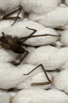Picture of Loxosceles reclusa (Brown Recluse)