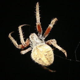 Featured spider picture of Neoscona crucifera (Hentz Orb-weaver)