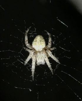 Picture of Neoscona spp. (Spotted Orb-weavers) - Dorsal,Webs