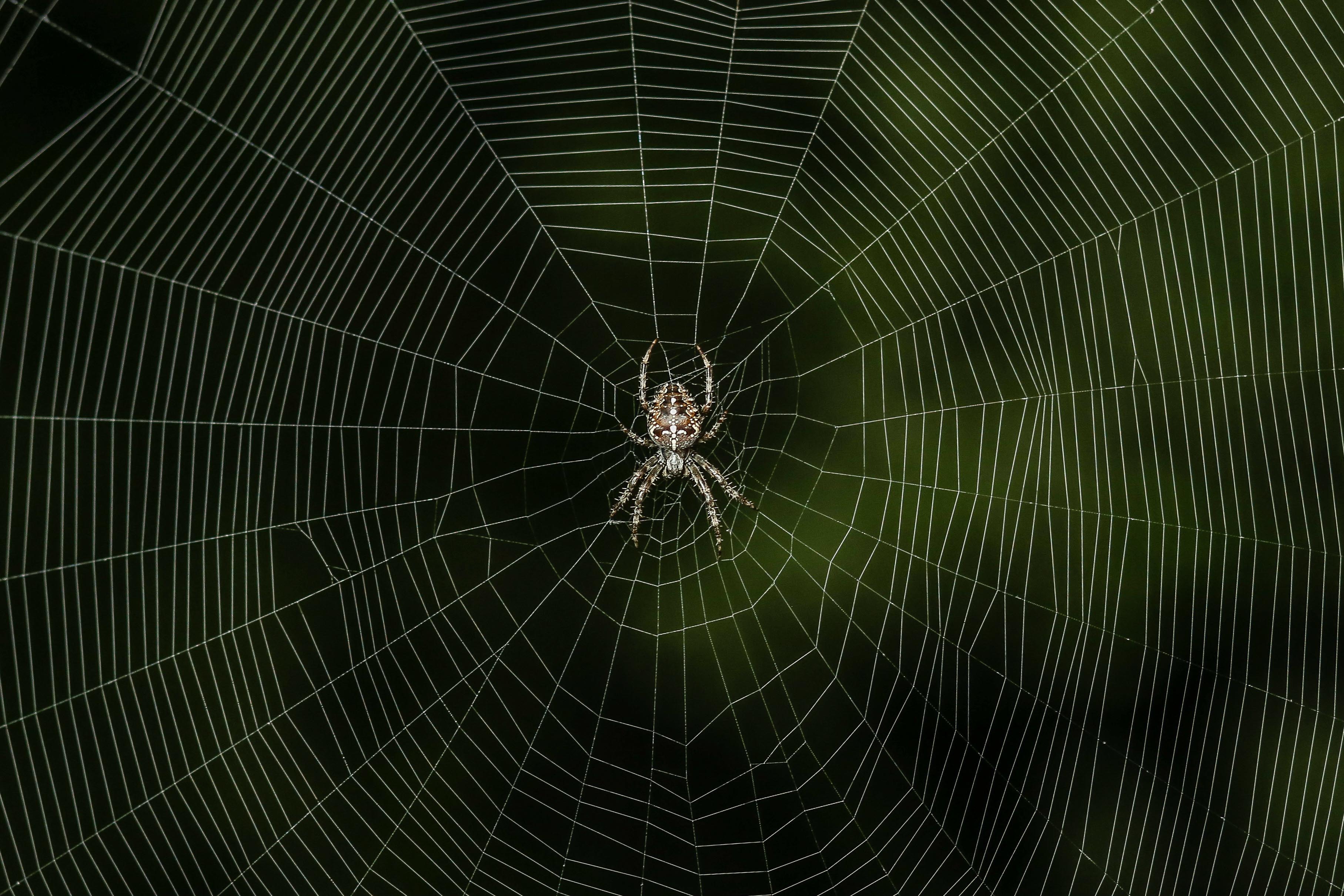 Spider picture. Internet as a Spider pictures. Spiders pictures