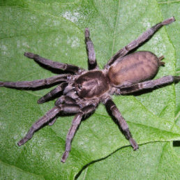Featured spider picture of Ischnocolus valentinus